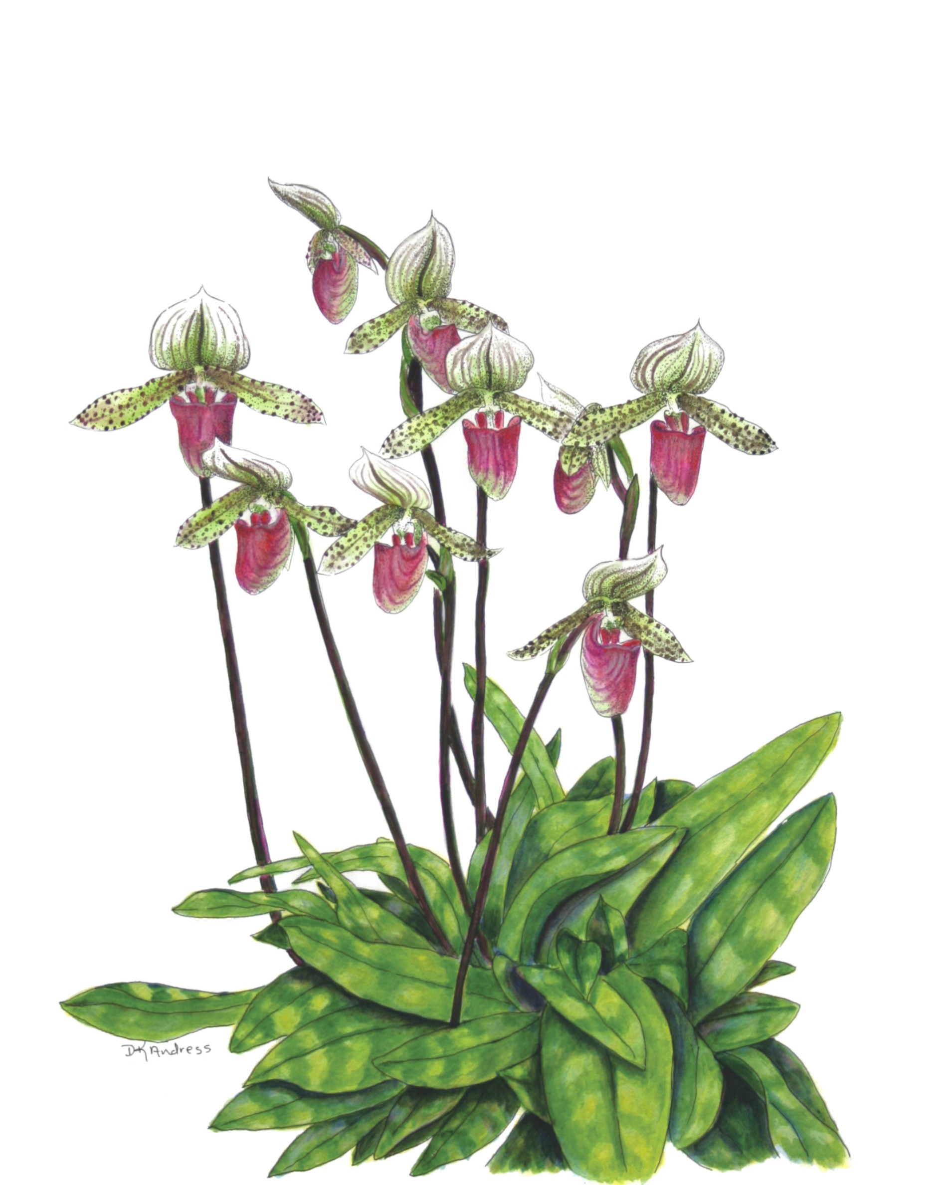 Paphiopedilum